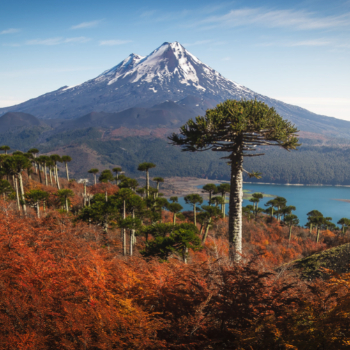 Araucania