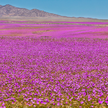 Atacama